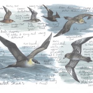 Long-tailed Skua - Sketches