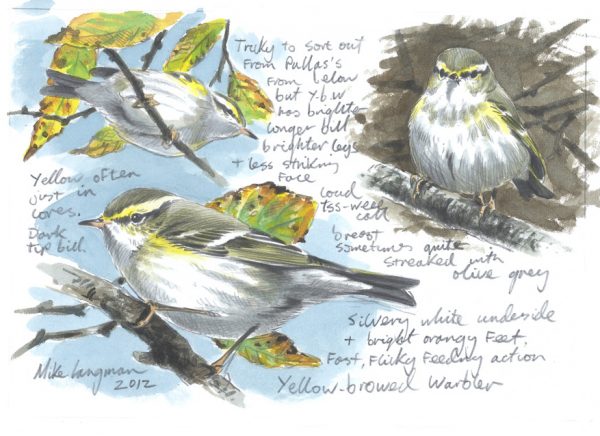 Yellow Browed Warbler Sketch
