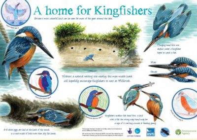 Interpretive Sign - Kingfisher Panel, Millbrook